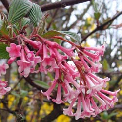 Viburnum de invierno 'Dawn'